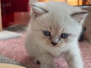 Reinrassig Bkh Kitten Junge - Kamp-Lintfort