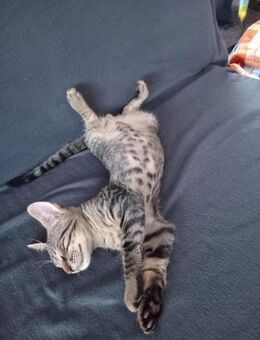 💙 Louis sucht sein Für-Immer-Zuhause 🐾 - Freilassing