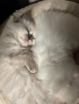 Zauberhafte Ragdoll Kitten suchen liebevolles Zuhause - Plau (See) Zentrum