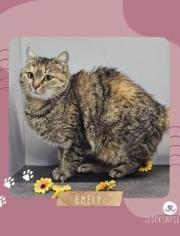Katzenmädchen Emely sucht ihr Körbchen - Lalendorf