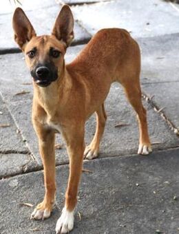 Enera Tochter von Edurne Mr - Ludwigshafen (Rhein)