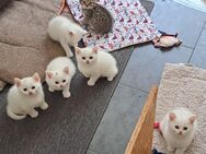 Katzen Babys BKH Mix - Weiterstadt