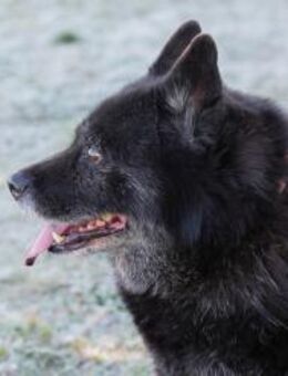 SINA - reiferes Semester...na klar - Overath