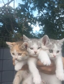 Bildschöne gemischte Birma-Kitten zu verkaufen - Darmstadt Eberstadt
