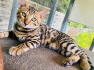 1 süßes Bengal Kitten Mädchen suchen ein liebevolles zu Hause - Chemnitz