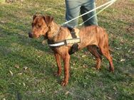 Karma, Pittbull-Terrier sucht ein Zuhaus - Unterföhring