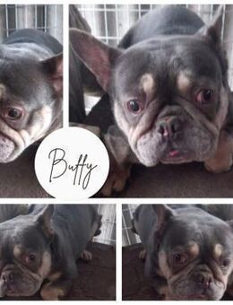 BUFFY PP zarte Seele sucht Sicherheit - Neustadt (Rübenberge)