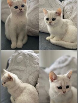 BKH Katze - Duisburg