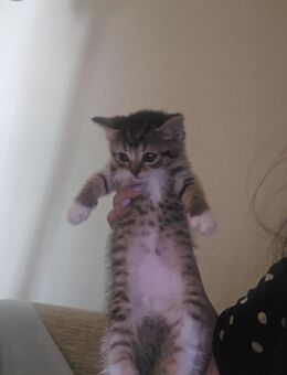 Süße Katzenbabys suchen sich ein neues Zuhause! - Potsdam