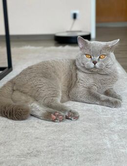 BKH DeckKater - Köln