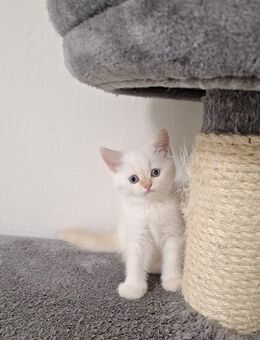 Bkh-Mix Kitten - Bielefeld