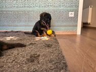 Deutscher Schäferhund Welpen - Recklinghausen