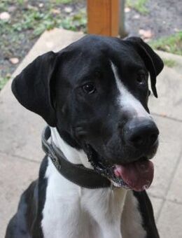 Manetti, sensibler Riese mit Herz - Neuhausen (Spree)