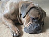 Atos ( Olde English Bulldogge ) sucht ein Zuhause für immer - Wiesbaden Dotzheim