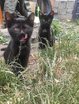 Katzenbabys zu vermitteln - Nordharz