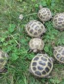 Vierzehenschildkröten /Steppenschildkröten NZ 2023, 2024 und 2025 Landschildkröten in 15517