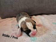 4 süße Australian Shepherd Mix Welpen - Asendorf (Landkreis Diepholz)