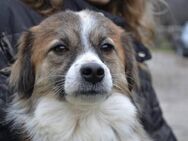 ❤️Der hübsche Finn sucht ein Zuhause❤️🍀 - Bissingen