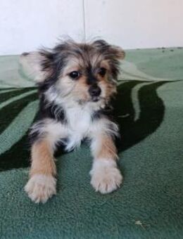 Iluna aus der Welpenbande - Tübingen