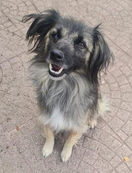 PELOSO 💙 liebenswerte Menschen gesucht - Herxheim (Landau)