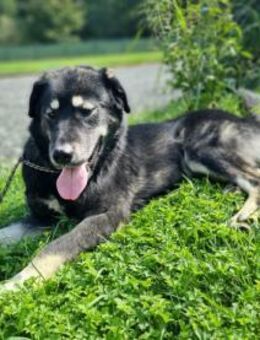 Kleiner Riese Dino - Ellerbek