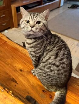 Traumhaft schöner BKH Kater in liebevolle Hände abzugeben - Singen (Hohentwiel)