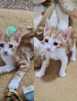 Gizmo und Tarzan aus dem Tierschutz - Grevenbroich