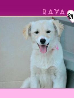 ❤ RAYA ❤ - Träumt von einer Zukunft! - Alfeld (Leine)