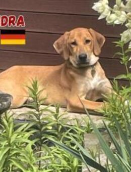 Kassandra - freundlich und sportlich - Heppenheim (Bergstraße)