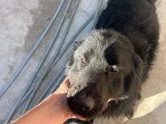 Felix, 4 Jahre, Setter, sucht Zuhause - Schwalmtal (Nordrhein-Westfalen)