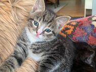 Katzenbabys Kitten in gute Hände zu verkaufen - Arnsberg
