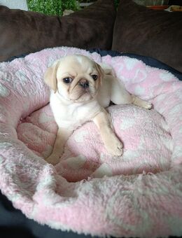 Süßer kleiner Mops Rüde sucht noch seine neue Familie - Hartha Zentrum