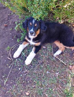 Australien sheppard × Border collie × Leonberger Mix - Vellahn