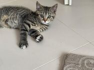 Verspieltes Katerchen sucht liebevolles Zuhause 🐾 - Köln