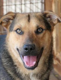 IKE - liebenswerter Junghund - Kallmünz