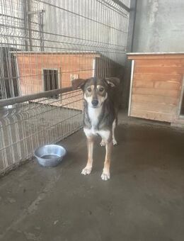 💞 Hundebub Maylo sucht ForeverHome 💞 - Eislingen (Fils)