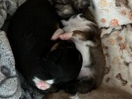 Chihuahua Welpen/Rüden - Sehmatal