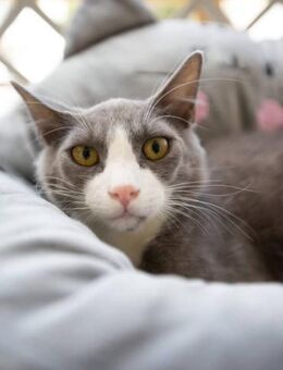 Oliver - der Superkuschler - Kirchheim (München)