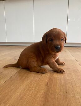 Labrador Welpen dark Foxred reinrassig - Rieschweiler-Mühlbach