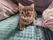 Süßer Norwegischer Waldkatzen Mix Kater - Mittelneufnach