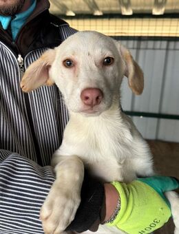 Vanilla - Familienhund mit Herz - Schlitz