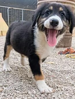 Peluix sucht ein tolles Zuhause 💞🙏🐕 - Völklingen