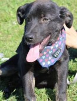 Schenkst du Nova ein Zuhause? - München