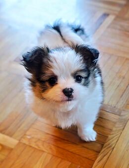 Chi-malteser Welpen in liebe Hände abzugeben - Langenfeld (Rheinland) Zentrum