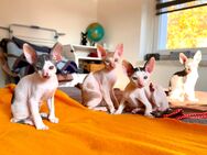 Cornish Rex Kitten von LovelyCornish - Chemnitz