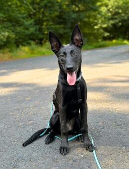 Lilly - intelligent&lernwillig - Löwenberger Land