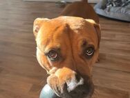 🐾 Amstaff-Mix Rüde (17.12.2023) – kinderlieb, gechippt, mit Zubehör 🐾 - Helmstedt