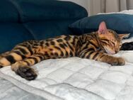 Bengal katze und kater 20wochenalt - Berlin