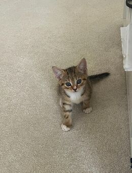 4 Kitten zu verkaufen sofort - Köln