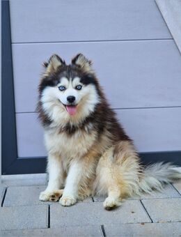 Pomsky F3 Wolly Toy Deckrüde - Espelkamp
